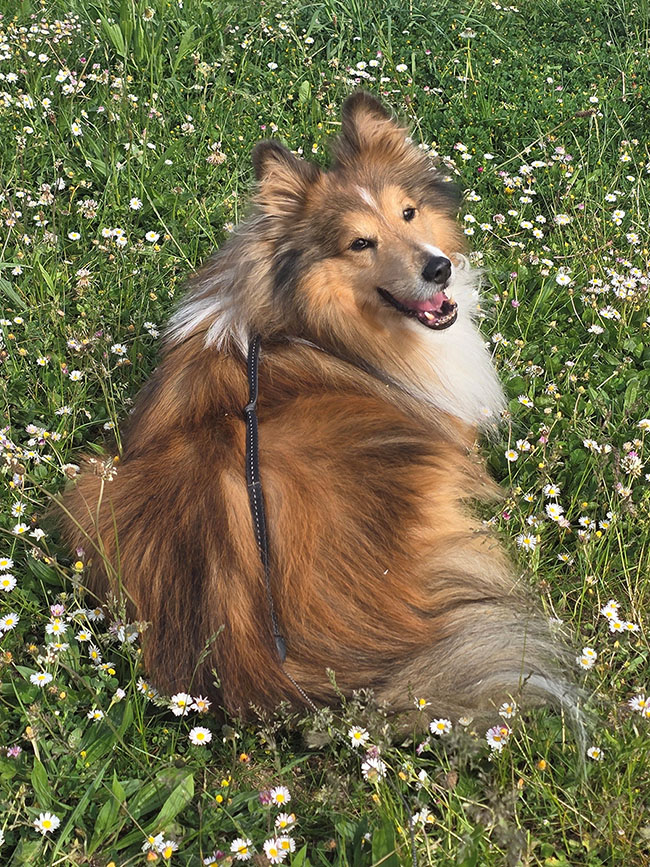 Neptune the dog